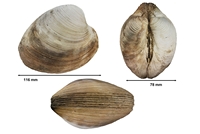 Mercenaria campechensis
